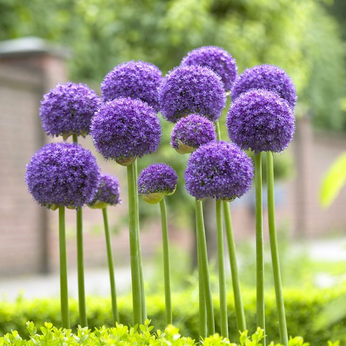 Allium Giganteum Bulbs 🪻🌺Garden, Landscaping, Low Maintenance