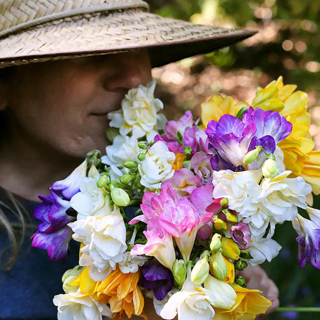 Freesia bulbs💐Rich in variety and fragrant