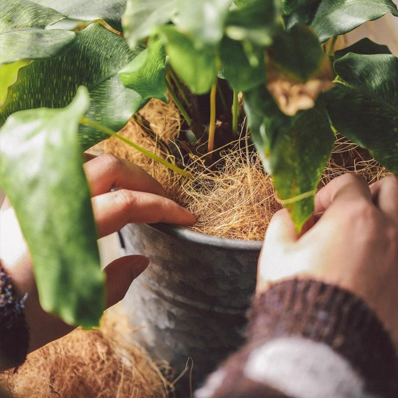 Coconut Coir Mulch🥥🪴Environmentally Friendly, Beautiful, Improves Health