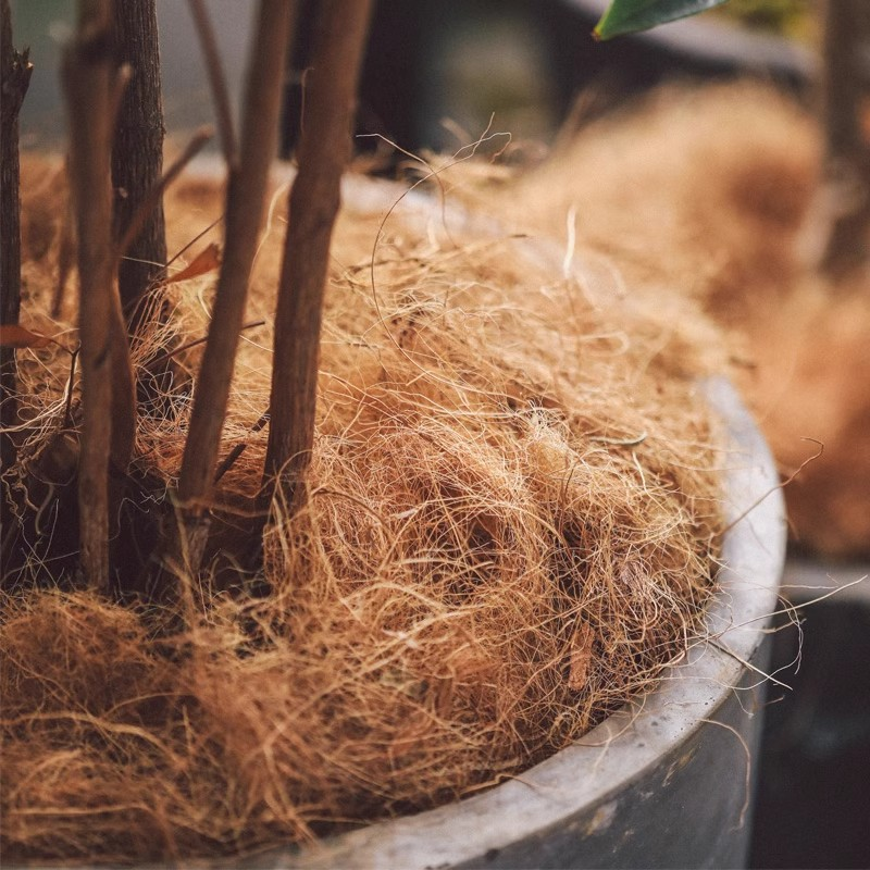 Coconut Coir Mulch🥥🪴Environmentally Friendly, Beautiful, Improves Health