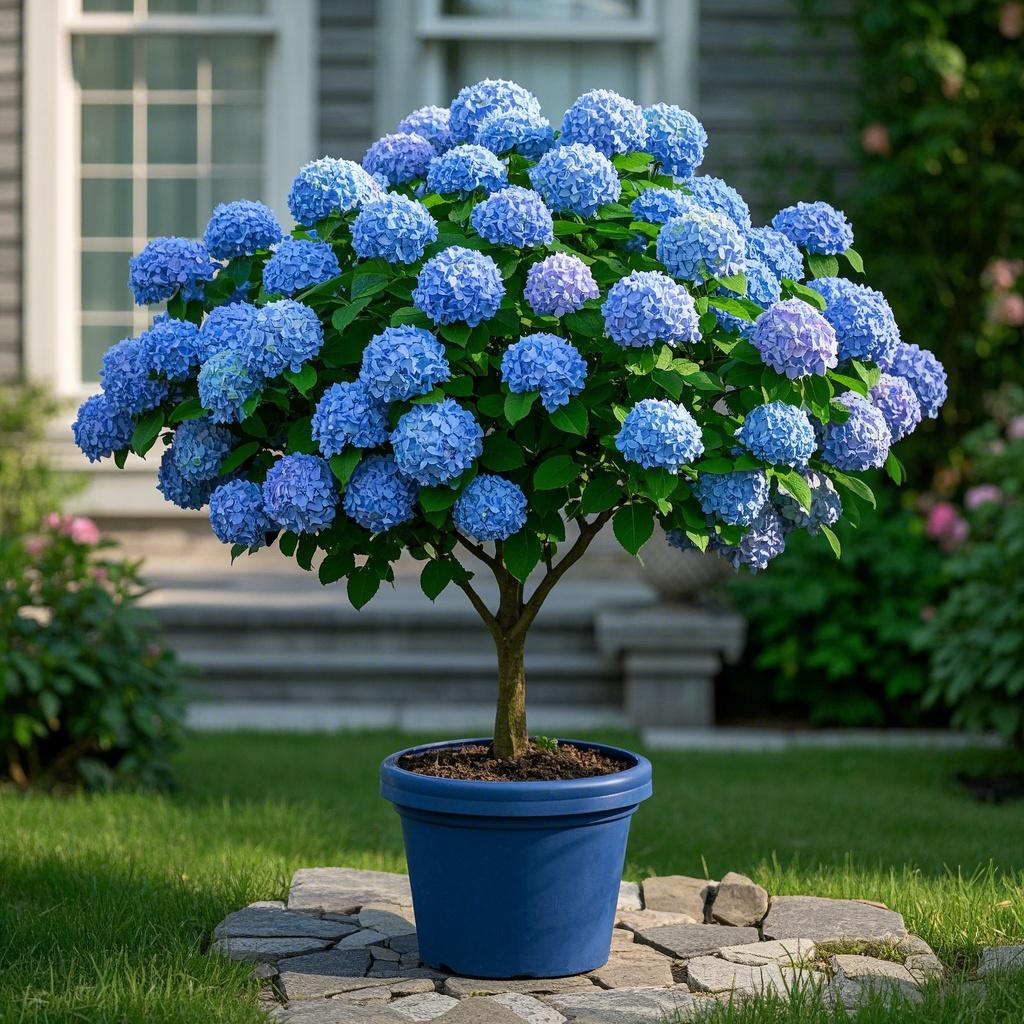 Potted Hydrangea Seeds💐