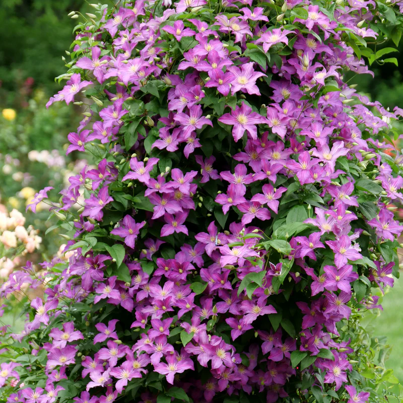 Clematis 🌺 The Ultimate Climbing Vine