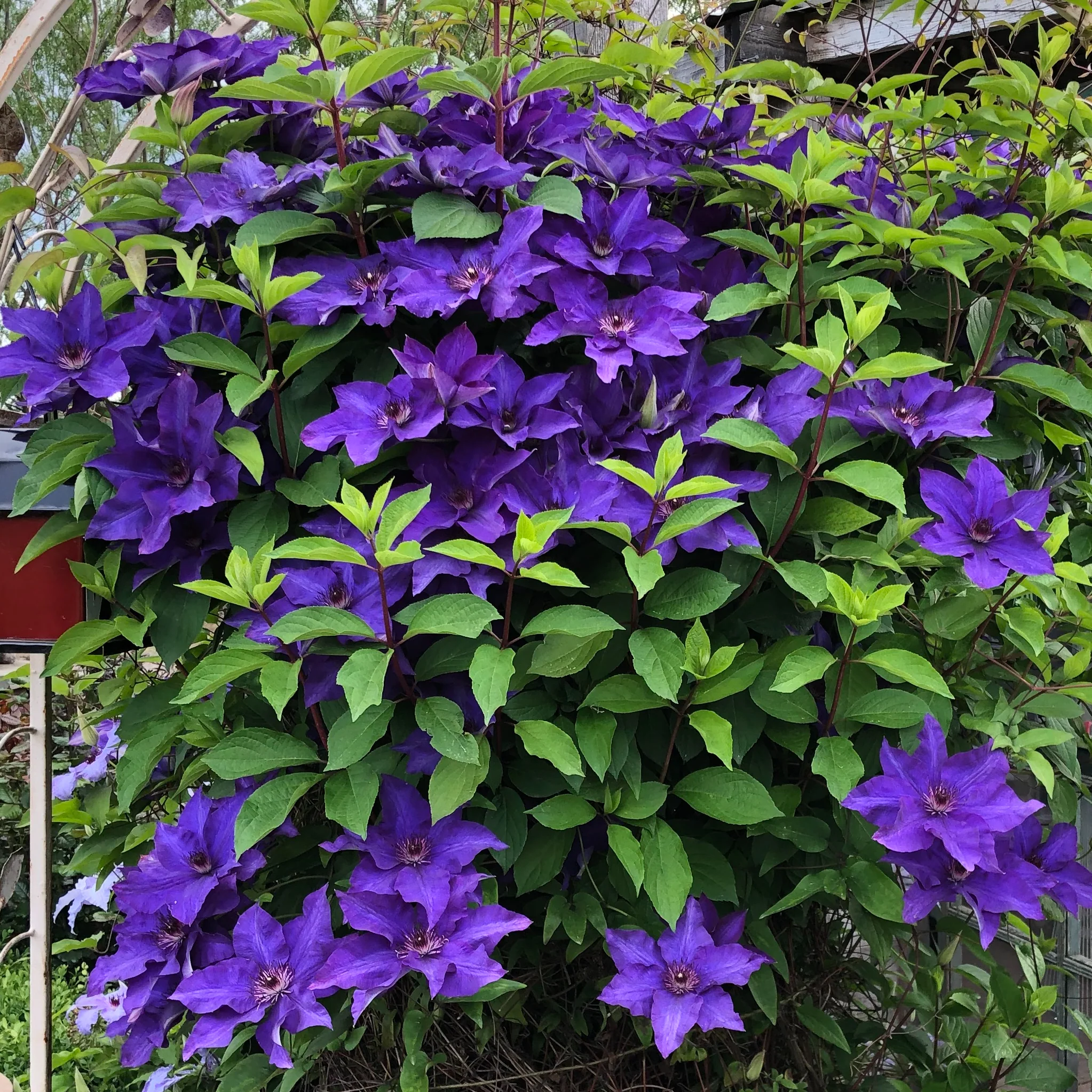 Clematis 🌺 The Ultimate Climbing Vine
