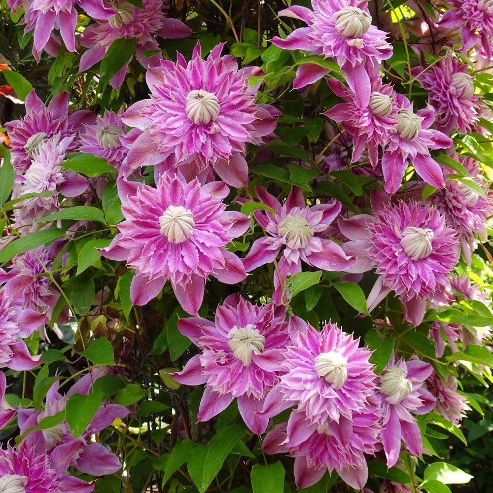 Clematis 🌺 The Ultimate Climbing Vine