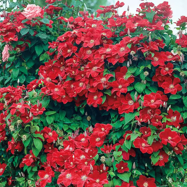 Clematis 🌺 The Ultimate Climbing Vine