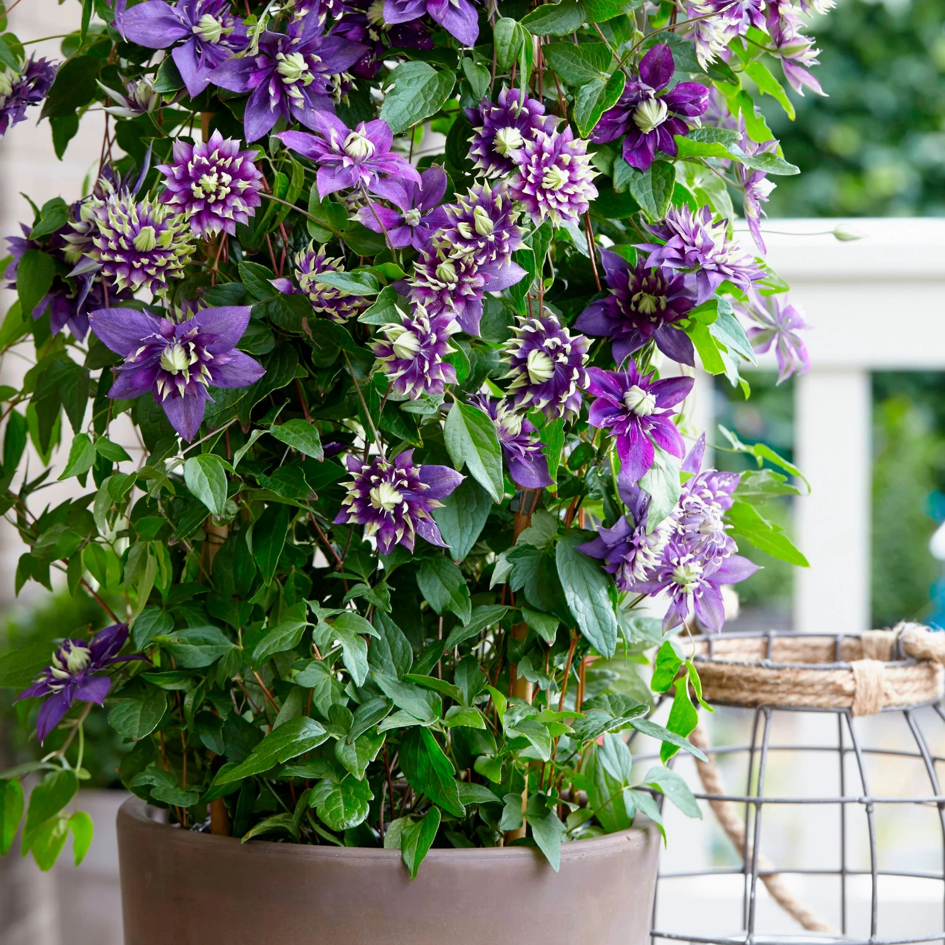 Clematis 🌺 The Ultimate Climbing Vine