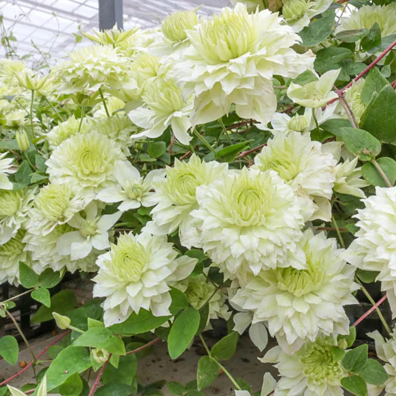 Clematis 🌺 The Ultimate Climbing Vine