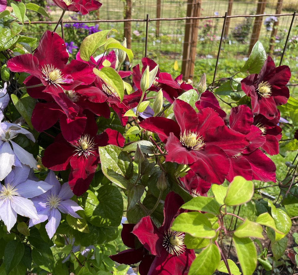 Clematis 🌺 The Ultimate Climbing Vine