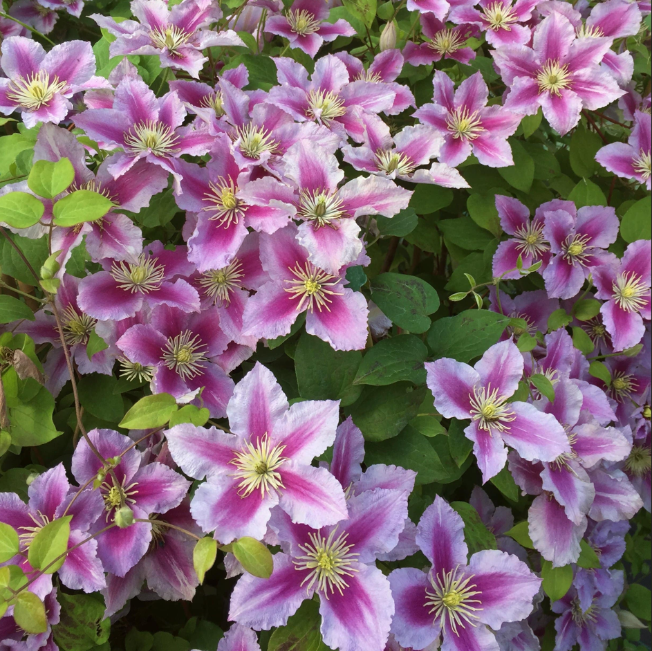 Clematis 🌺 The Ultimate Climbing Vine