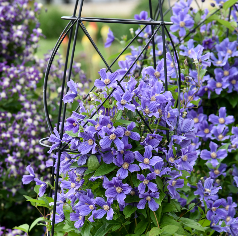 Clematis 🌺 The Ultimate Climbing Vine
