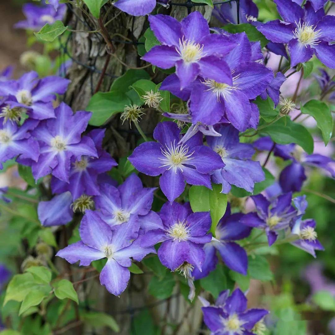 Clematis 🌺 The Ultimate Climbing Vine