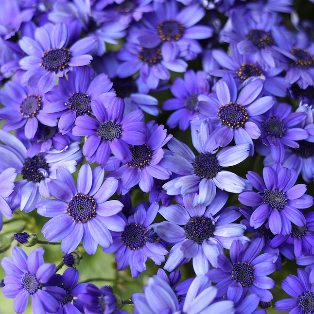 Cineraria Seeds🌺Indoor Plant, Flowering Plant, Perennial