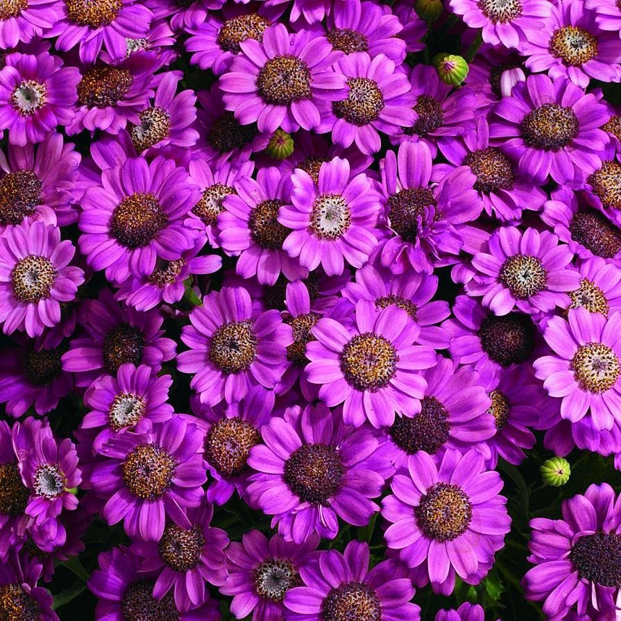 Cineraria Seeds🌺Indoor Plant, Flowering Plant, Perennial