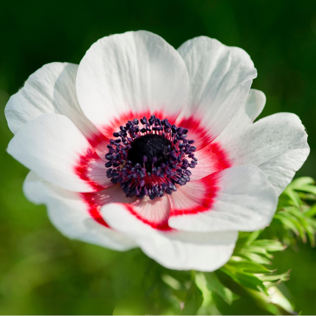 Anemone Bulbs 🌸Windflowers,High Quality Matching Bulbs