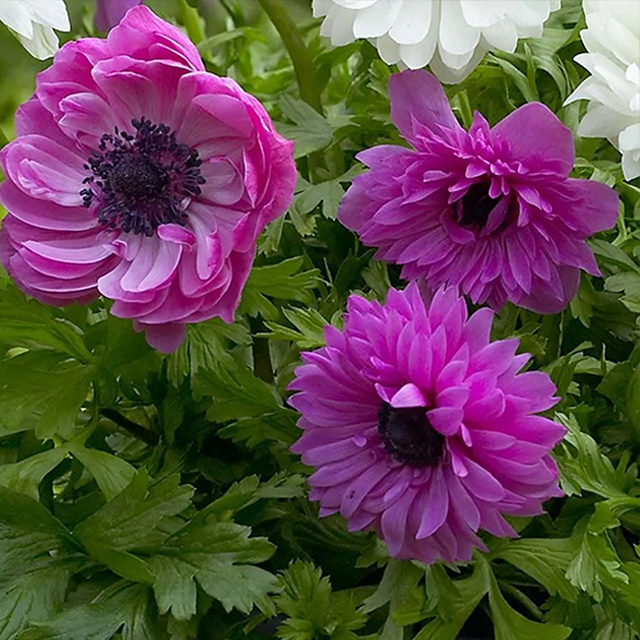 Anemone Bulbs 🌸Windflowers,High Quality Matching Bulbs