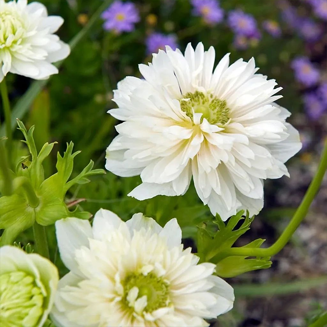 Anemone Bulbs 🌸Windflowers,High Quality Matching Bulbs