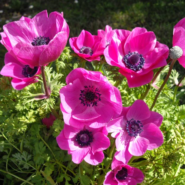 Anemone Bulbs 🌸Windflowers,High Quality Matching Bulbs
