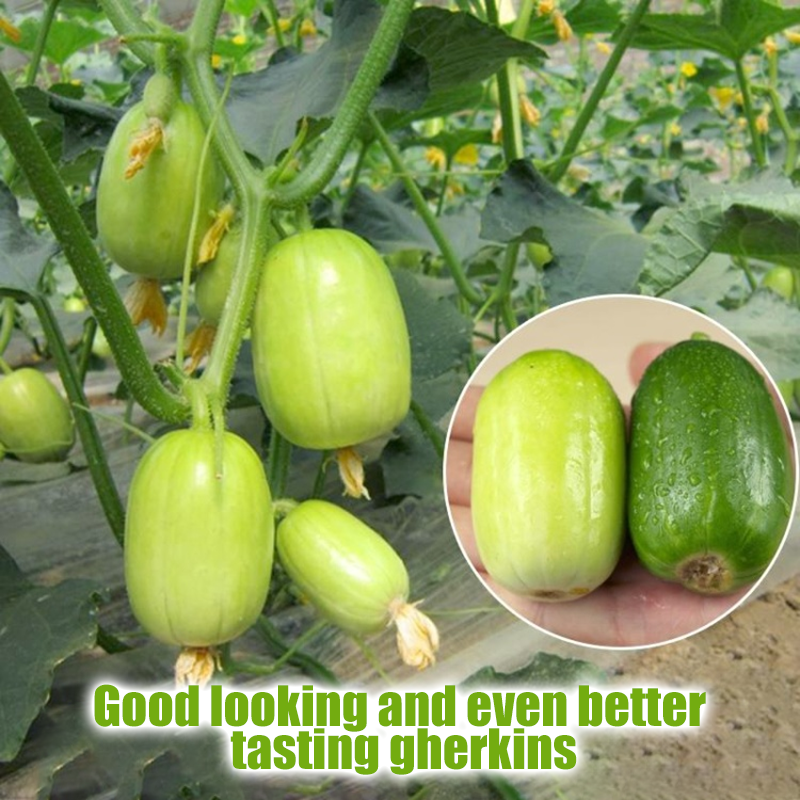 Healthy Fat Loss Area🌈🌿Milk Thumb Cucumber🥒