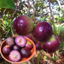 Buy 2 get 20 Seeds Free (Star Apple) 💜