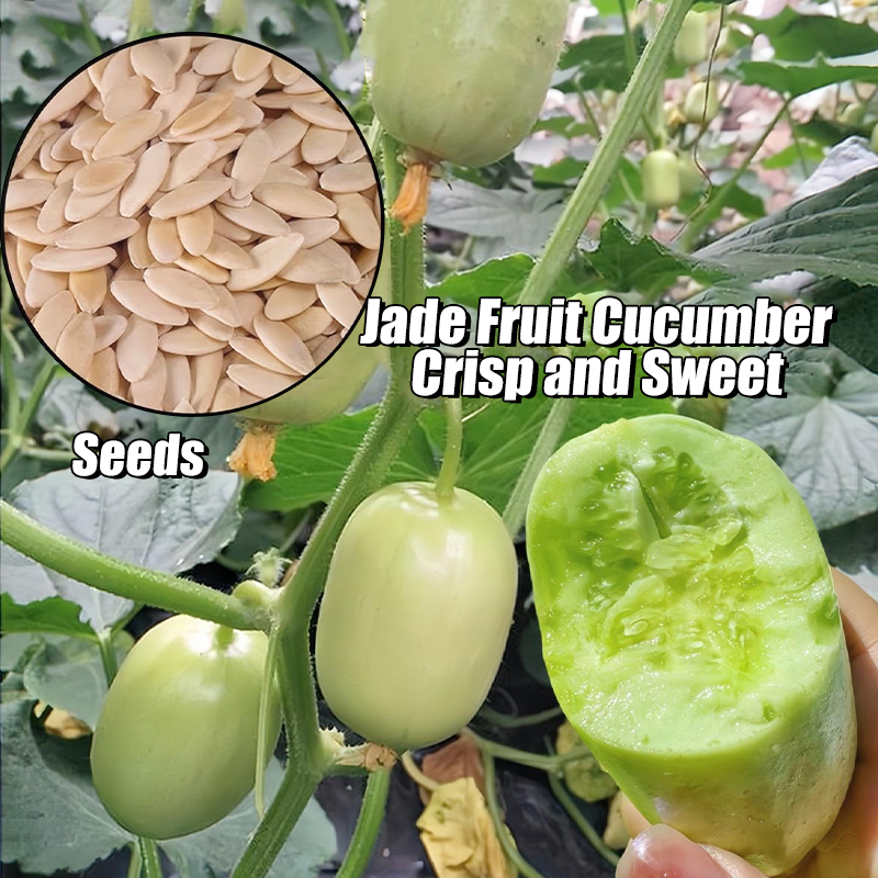 Healthy Fat Loss Area🌈🌿Milk Thumb Cucumber🥒