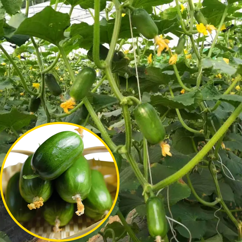 Healthy Fat Loss Area🌈🌿Milk Thumb Cucumber🥒