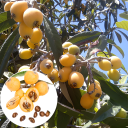 Buy 2 get 20 Seeds Free (Loquat) 💛