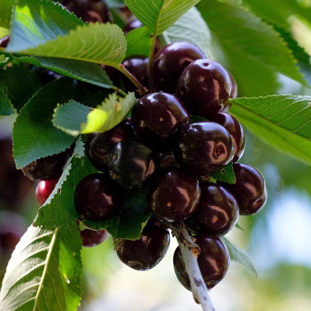🍒Cherry Fruit Seeds