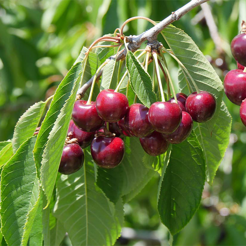 🍒Cherry Fruit Seeds