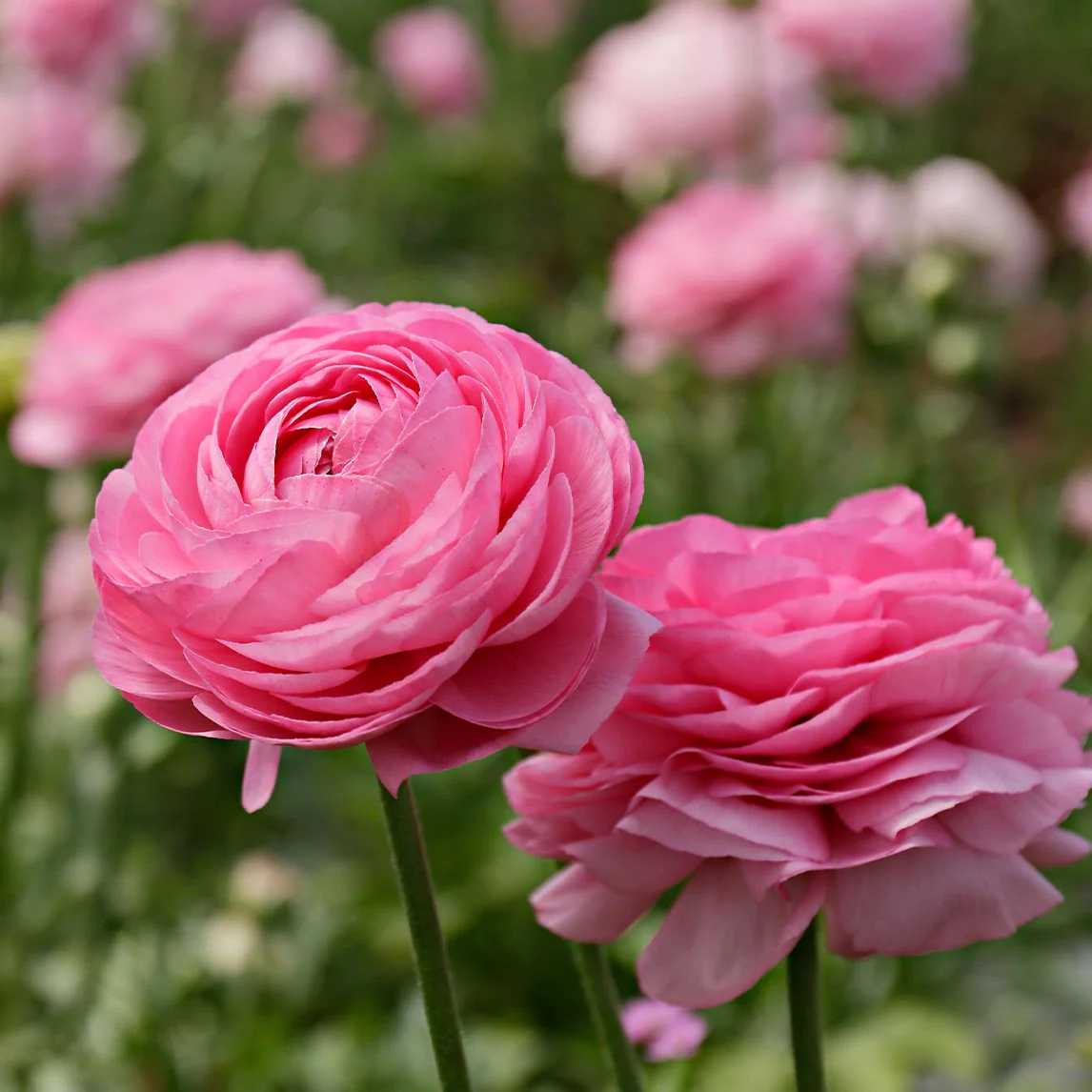 🔥🎉Buy 3 get 1 free🌺Ranunculus bulbs