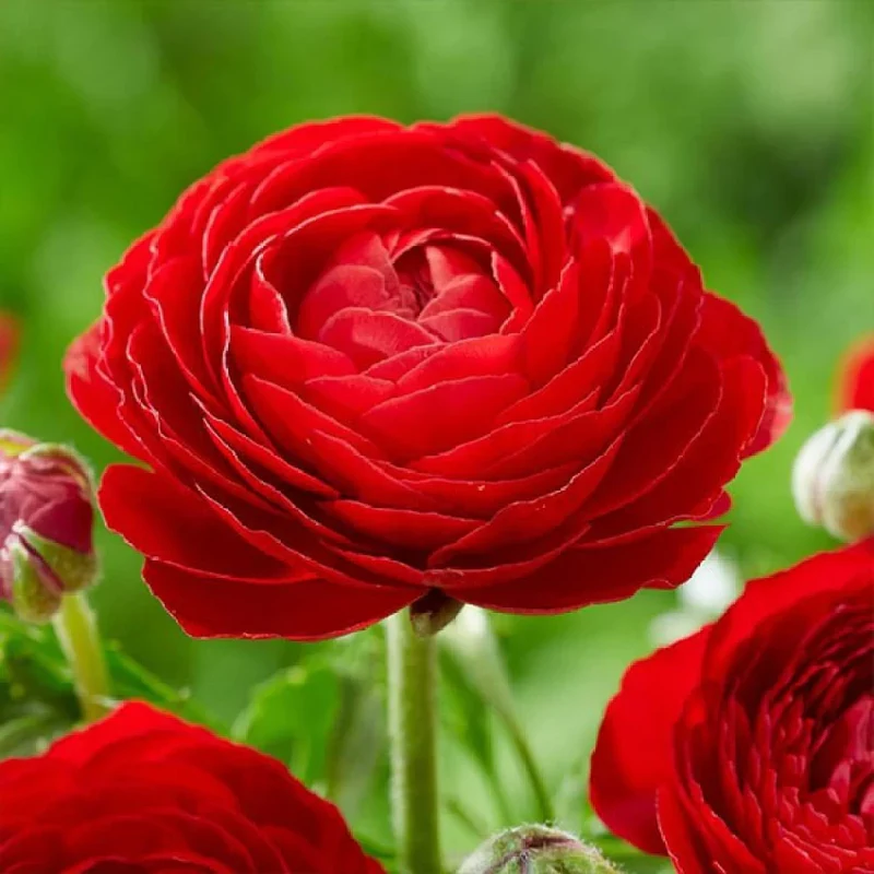 🔥🎉Buy 3 get 1 free🌺Ranunculus bulbs