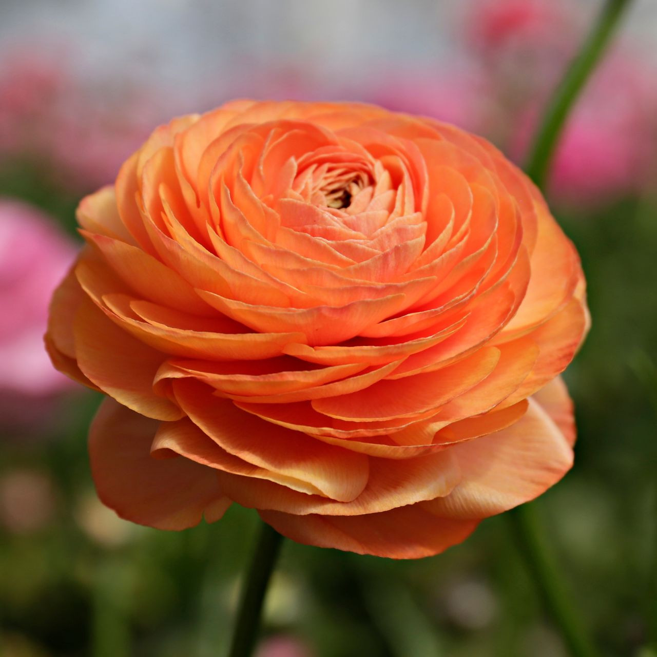 🔥🎉Buy 3 get 1 free🌺Ranunculus bulbs