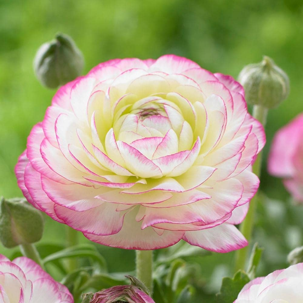 🔥🎉Buy 3 get 1 free🌺Ranunculus bulbs