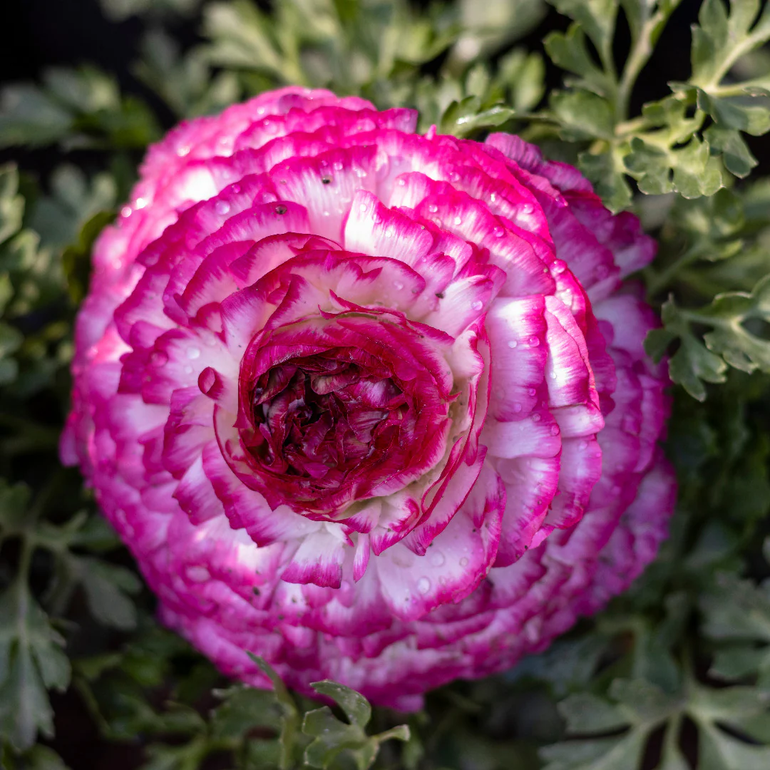 🔥🎉Buy 3 get 1 free🌺Ranunculus bulbs