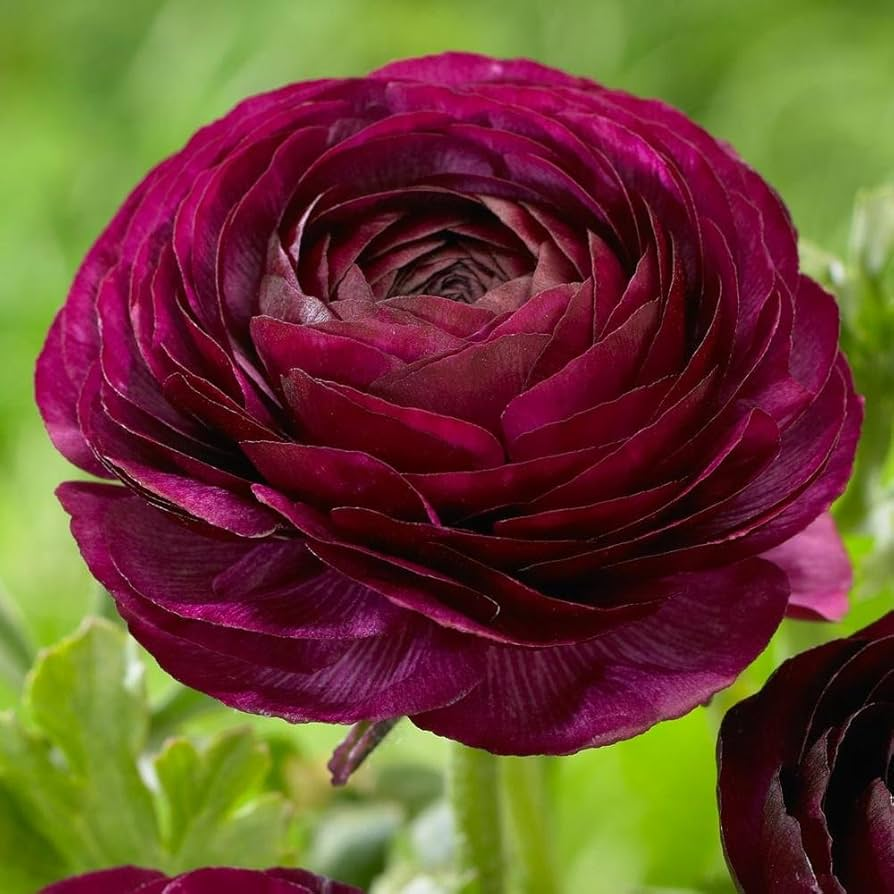 🔥🎉Buy 3 get 1 free🌺Ranunculus bulbs