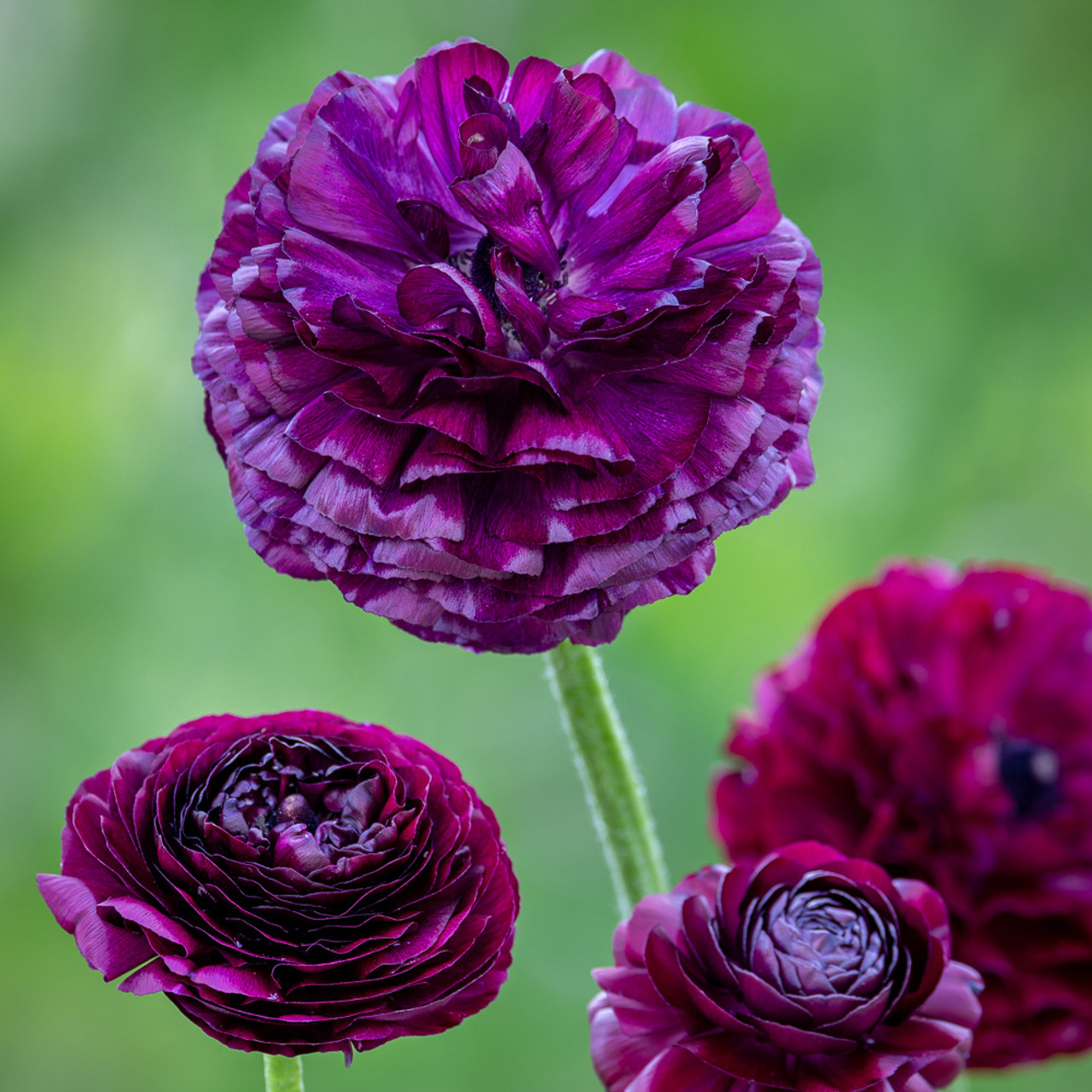 🔥🎉Buy 3 get 1 free🌺Ranunculus bulbs