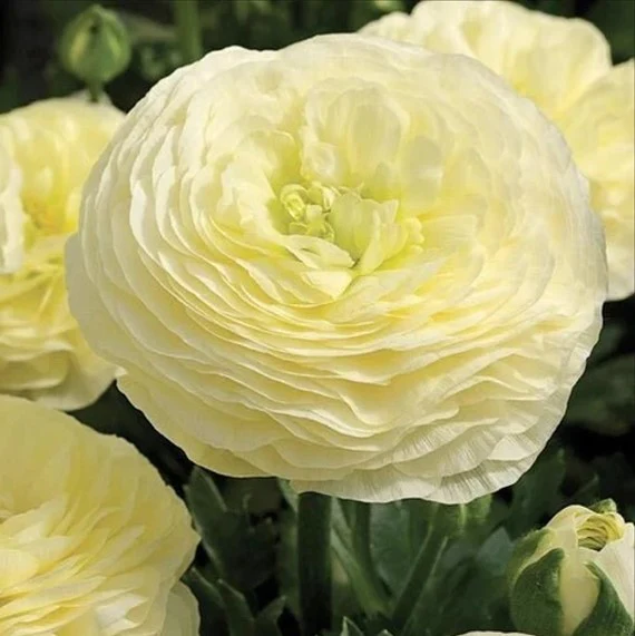 🔥🎉Buy 3 get 1 free🌺Ranunculus bulbs