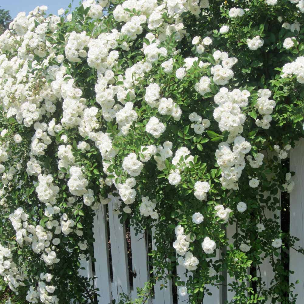 56% OFF✨Rare Climbing Rose Seeds🌹