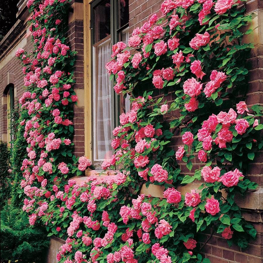 56% OFF✨Rare Climbing Rose Seeds🌹