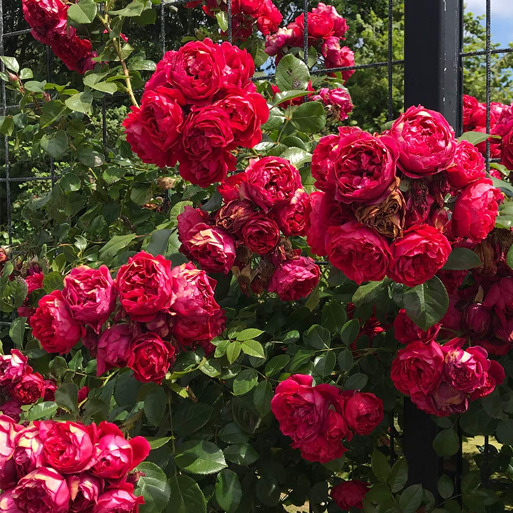 56% OFF✨Rare Climbing Rose Seeds🌹
