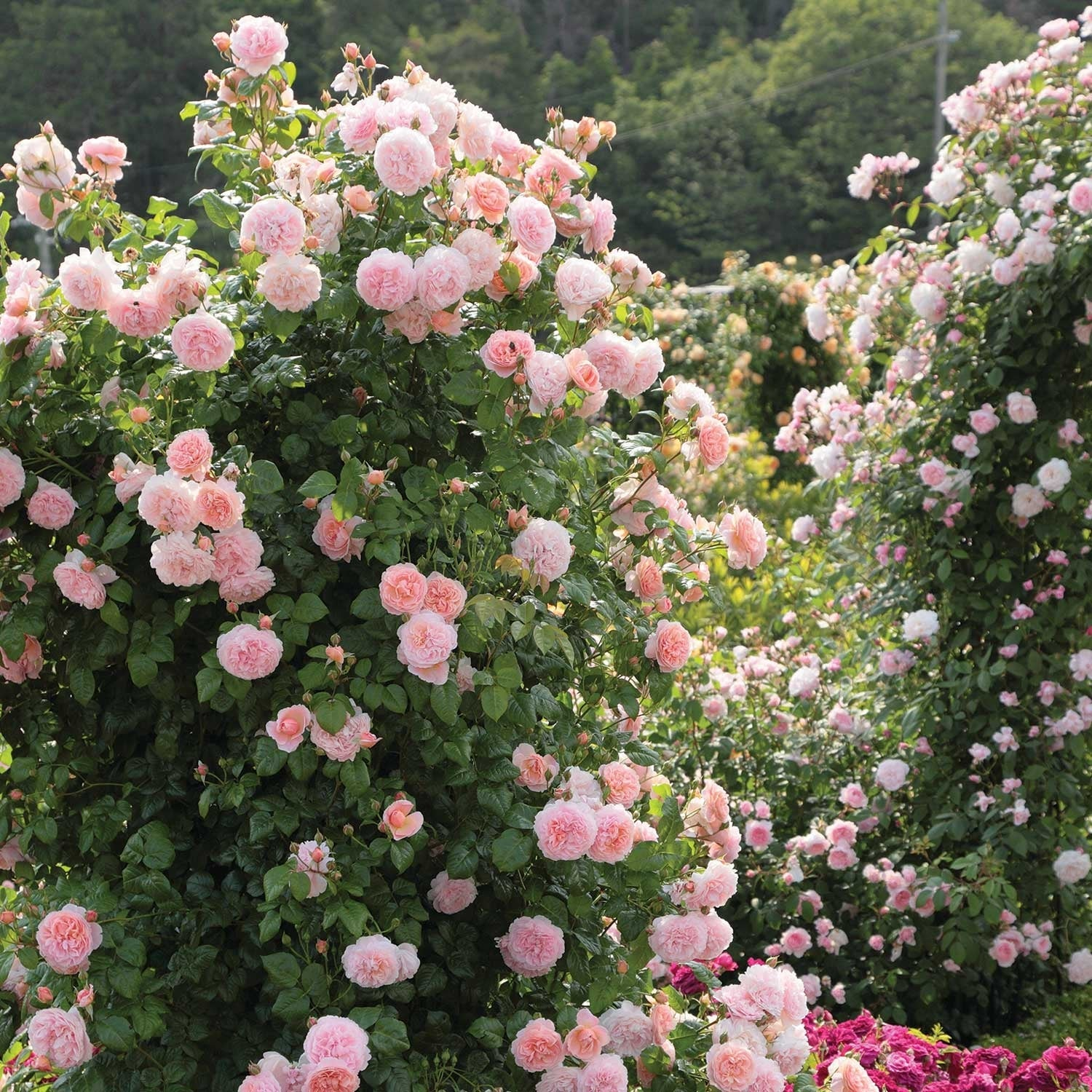 56% OFF✨Rare Climbing Rose Seeds🌹