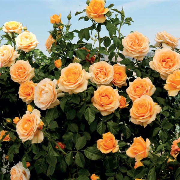 56% OFF✨Rare Climbing Rose Seeds🌹