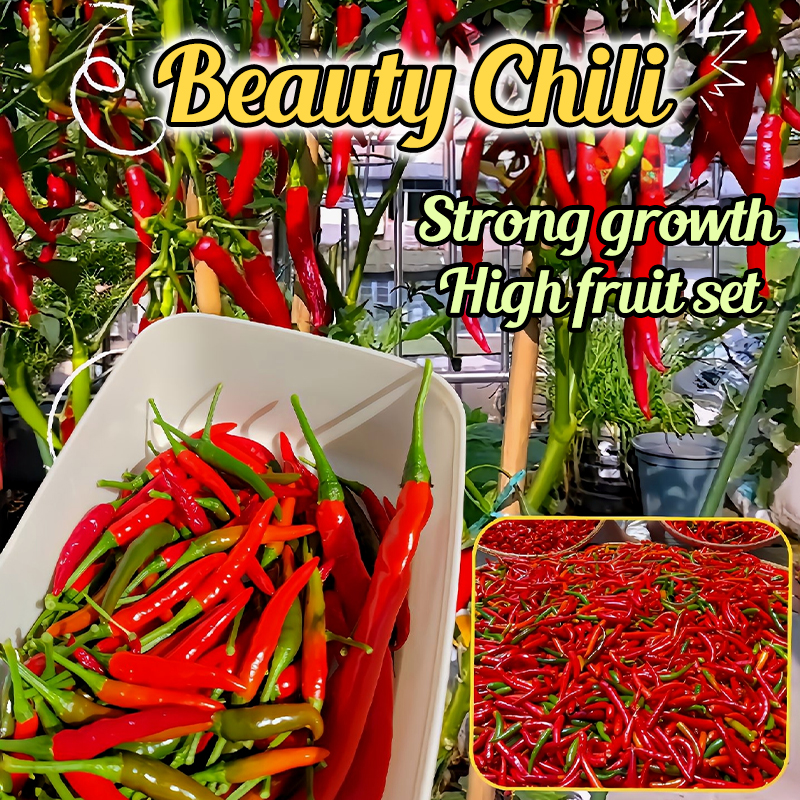 Beauty Chili Seeds 🌶️ - Grow a Vibrant Wall of Flavor