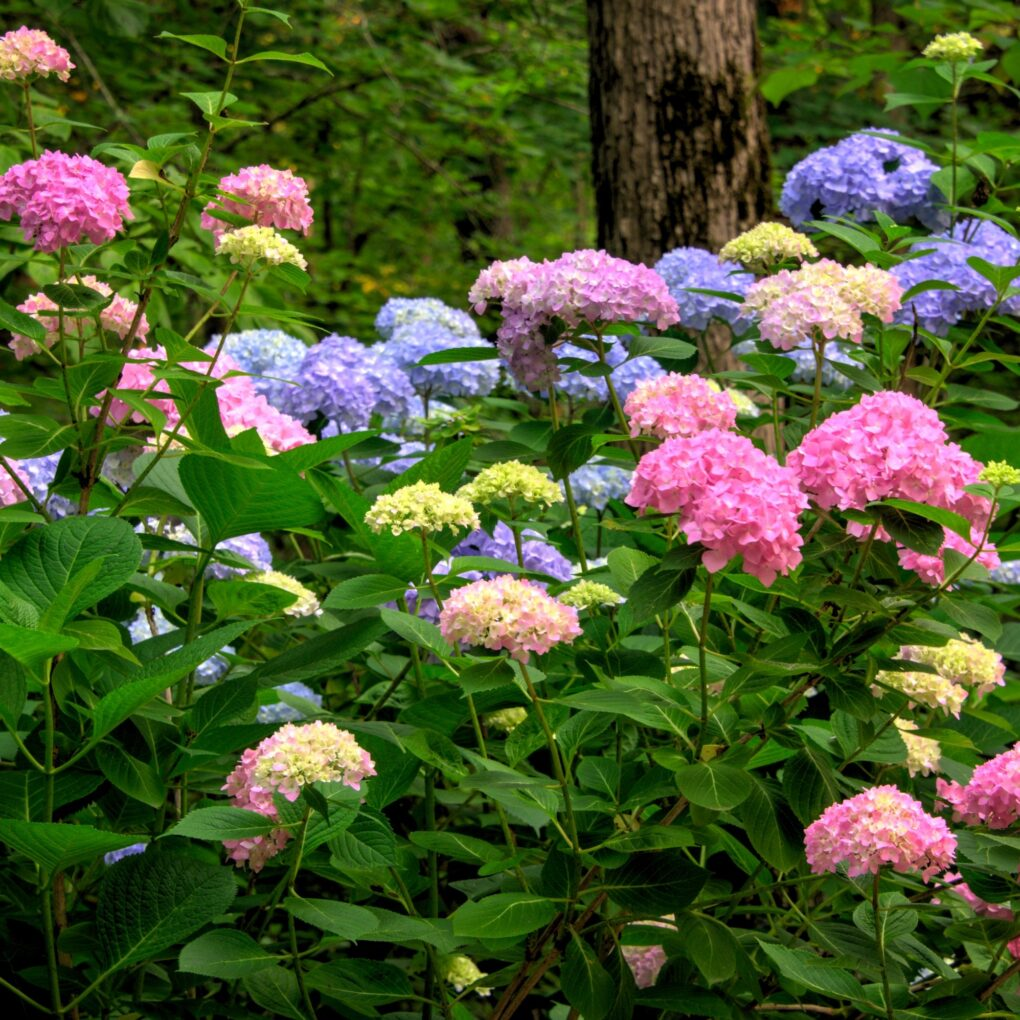 2025 Hot Sale 🎉 Hydrangea Seeds Bonsai Flower Seeds 💙☀️ Perennial Garden Home