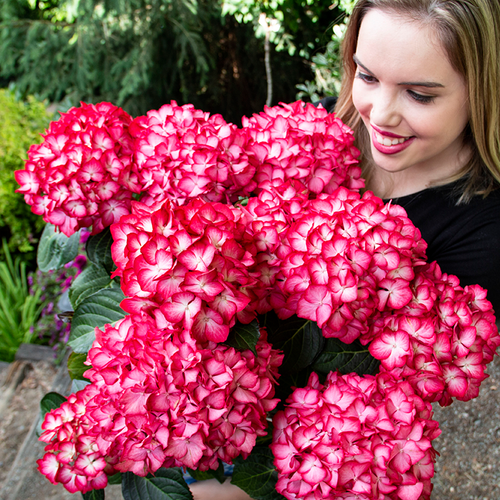 2025 Hot Sale 🎉 Hydrangea Seeds Bonsai Flower Seeds 💙☀️ Perennial Garden Home