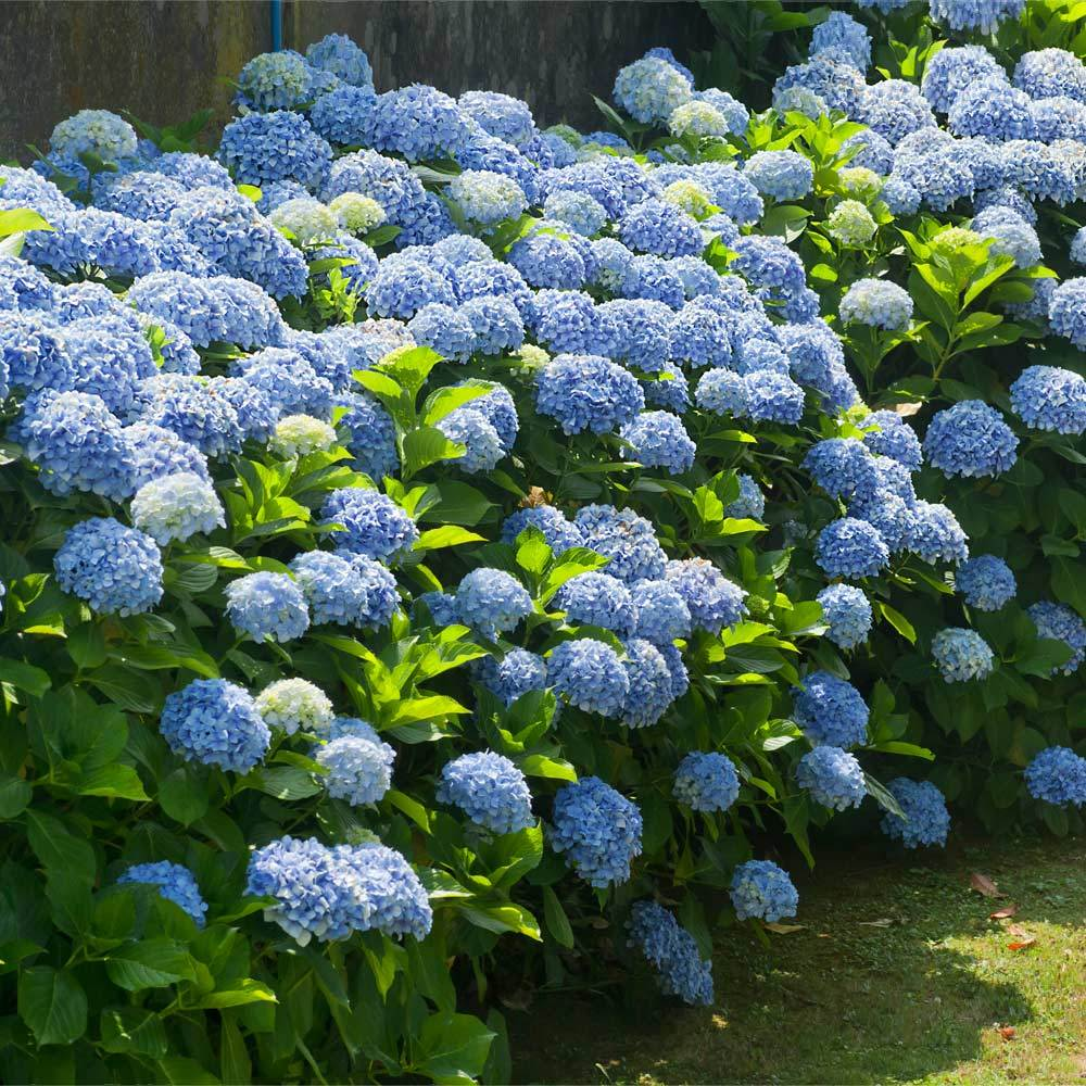 2025 Hot Sale 🎉 Hydrangea Seeds Bonsai Flower Seeds 💙☀️ Perennial Garden Home