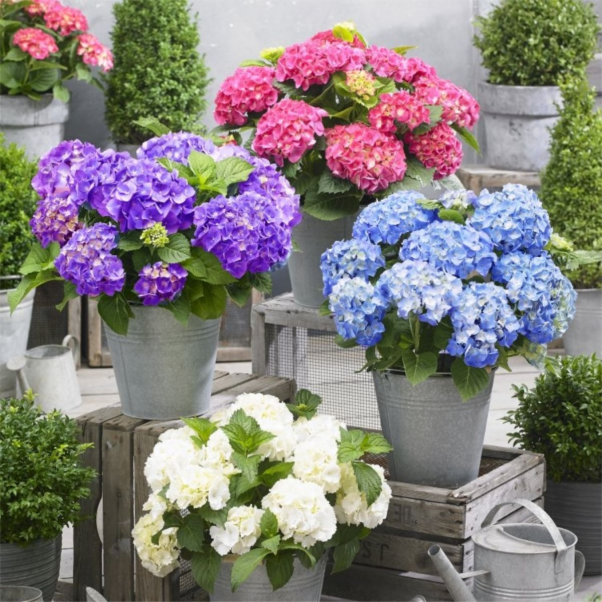 2025 Hot Sale 🎉 Hydrangea Seeds Bonsai Flower Seeds 💙☀️ Perennial Garden Home