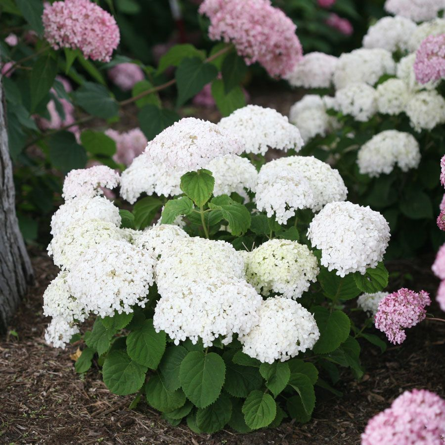 2025 Hot Sale 🎉 Hydrangea Seeds Bonsai Flower Seeds 💙☀️ Perennial Garden Home