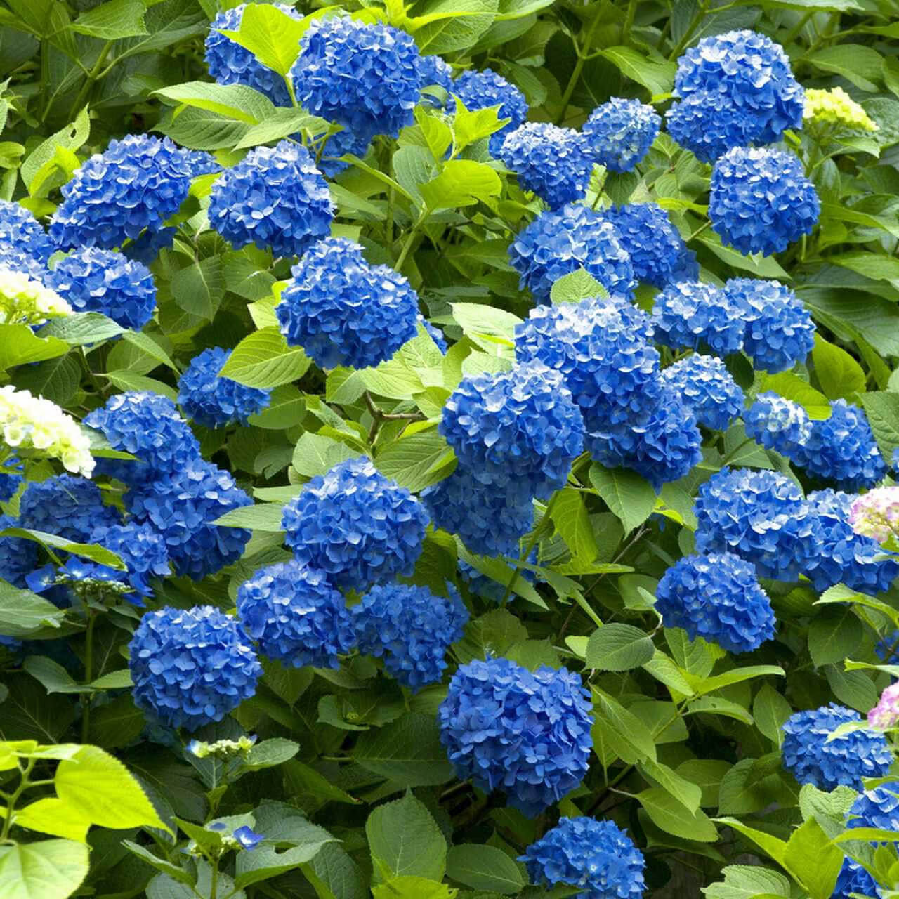 2025 Hot Sale 🎉 Hydrangea Seeds Bonsai Flower Seeds 💙☀️ Perennial Garden Home