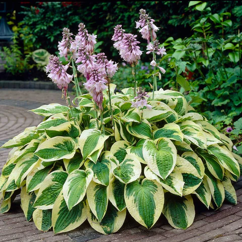 Hosta Seeds🌿✨