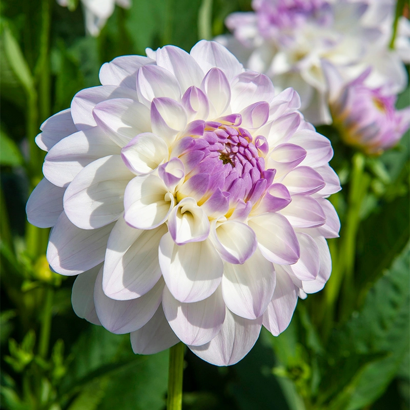 2025 Hot Sale🎉🎉Dahlia Seeds🌸